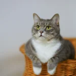 Close-up of a cat with fully dilated pupils, showcasing an expressive and curious gaze